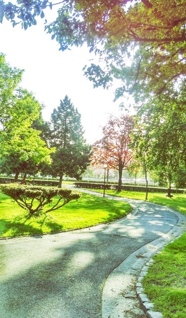 La route qui traverse le parc par une journée ensoleillée