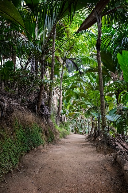 Route rurale au sol au milieu de la jungle tropicale, VallÃ © e de Mai, île de Praslin, Seychelles