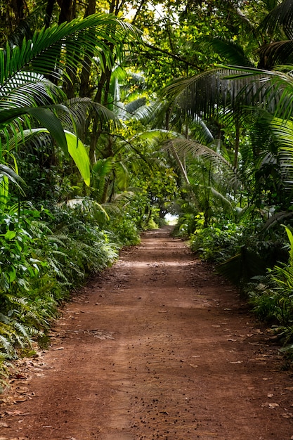 Route rurale au sol au milieu de la route de la jungle tropicale
