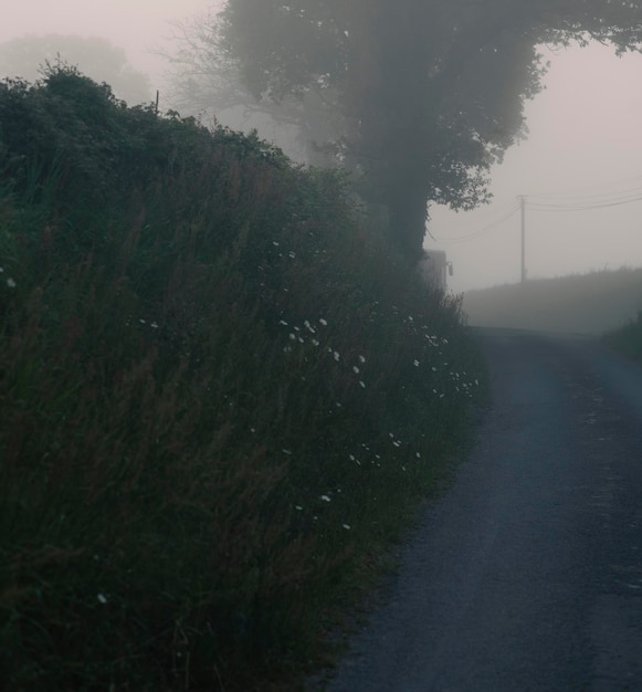 Route rurale avec brouillard au printemps