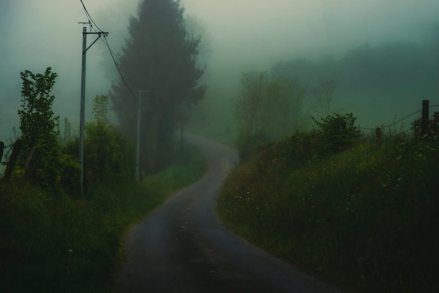 Route rurale avec brouillard au printemps