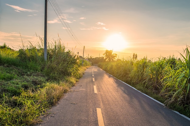 Route rurale et canne à sucre au coucher du soleil