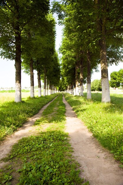 Route rurale dans l'année de l'heure d'été