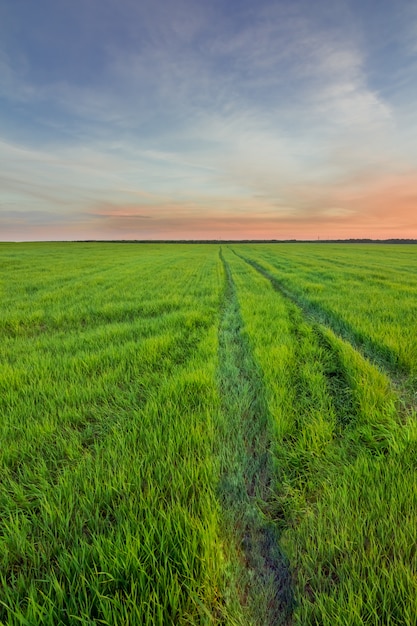 Route rurale dans un champ d&#39;herbe verte