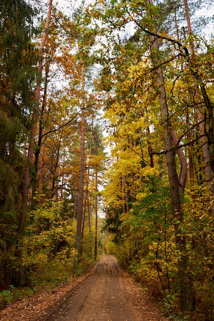 Route rurale dans la forêt d'automne parsemée de feuilles jaunes