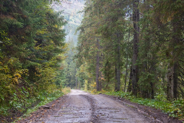 Route rurale dans la forêt, USA,