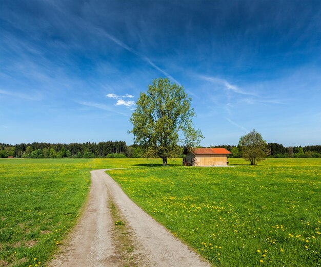 Route rurale dans une prairie d'été avec un hangar en bois Bavière Allemagne