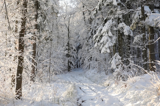 Route rurale d'hiver entre les arbres couverts de givre