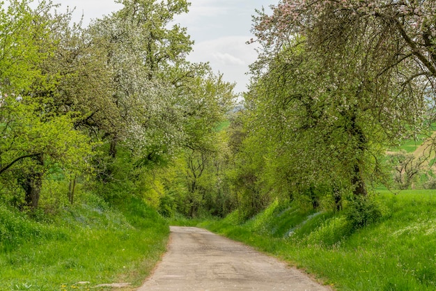 une route rurale idyllique