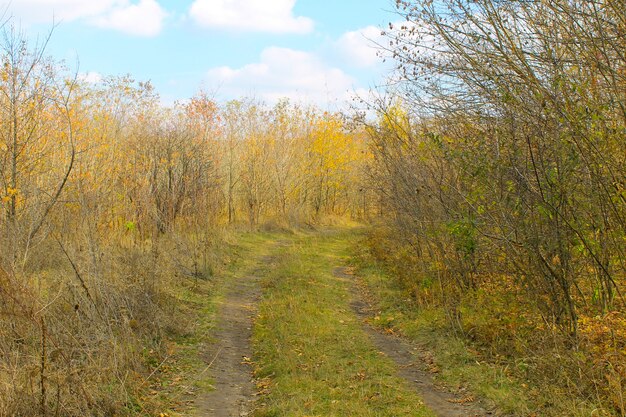 Route rurale sale dans la forêt à l'automne