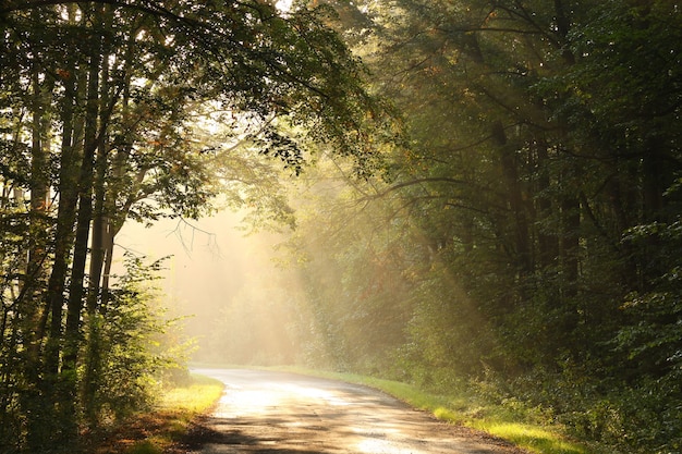 Route rurale à travers la forêt d'automne au lever du soleil