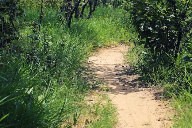 Route rurale vers la forêt avec des arbres.