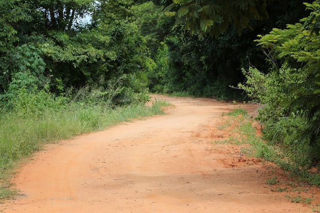 Route rurale vers la forêt avec des arbres.