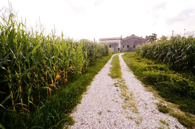 Route sale de campagne traversant les champs dans le nord de l'Italie