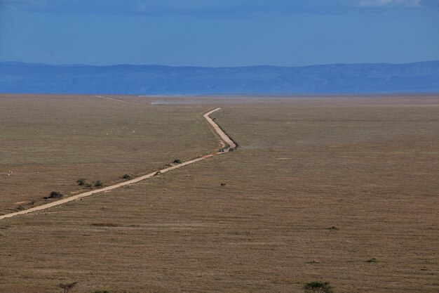 Route sur la savane au Kenya et en Tanzanie, Afrique