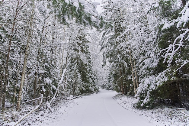 La route serpente à travers une forêt dense