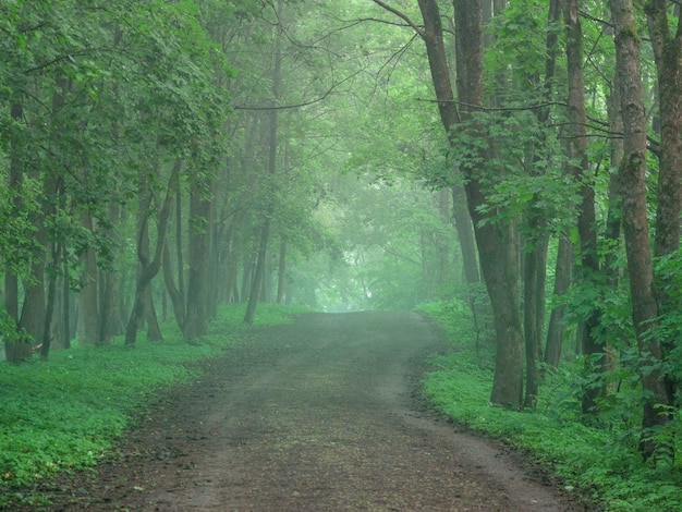 Une route sinueuse brumeuse dans la forêt du matin