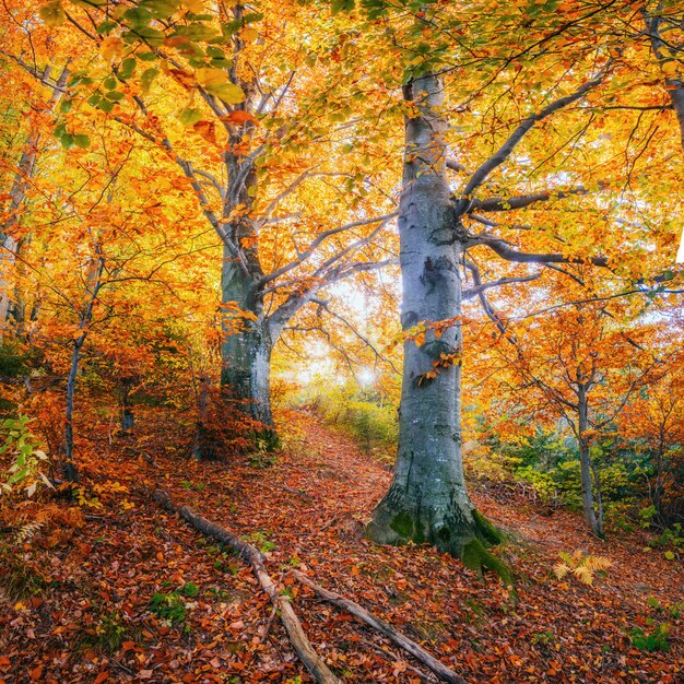 Route sinueuse dans le paysage d'automne