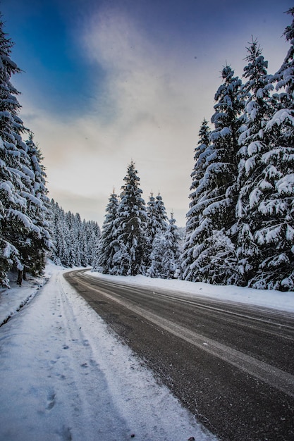 Route sinueuse enneigée dans les montagnes pendant la tempête de neige De hauts sapins couverts de neige des deux côtés de l'autoroute Route de montagne dangereuse avec un ciel gris et nuageux