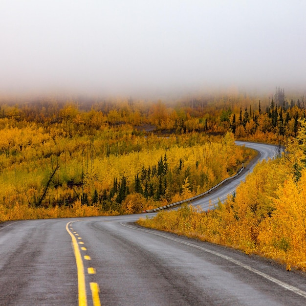 Route sinueuse de la taïga de l'automne doré Yukon Canada