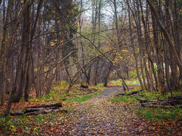 Une route sinueuse à travers la forêt printanière du matin. Printemps défrichant la forêt de bois mort. Allée forestière avec des tas de branches préparées pour l'exportation.