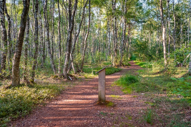 Photo route sinueuse à travers une forêt verte ensoleillée éclairée par des rayons du soleil stand d'information dans une forêt de bouleaux