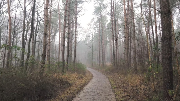 Route sombre dans la forêt arbres nus temps nuageux