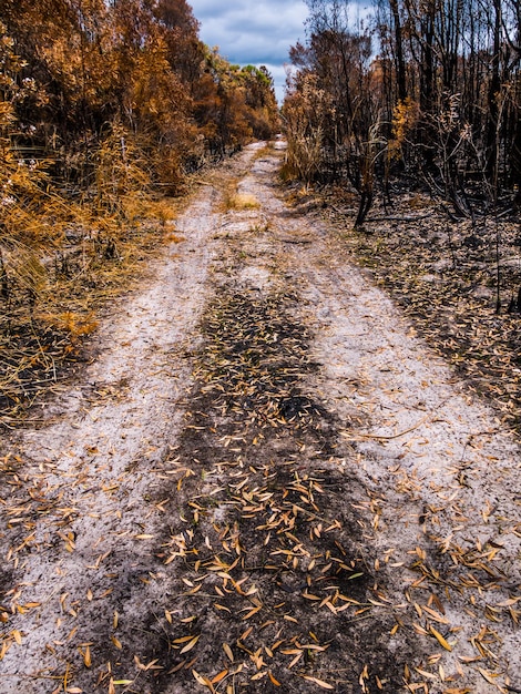 Photo une route de terre au milieu des arbres d'automne contre le ciel