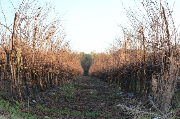 Une route de terre au milieu des arbres sur un champ contre un ciel dégagé