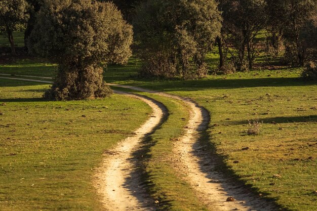 Photo une route de terre au milieu des arbres sur le champ.