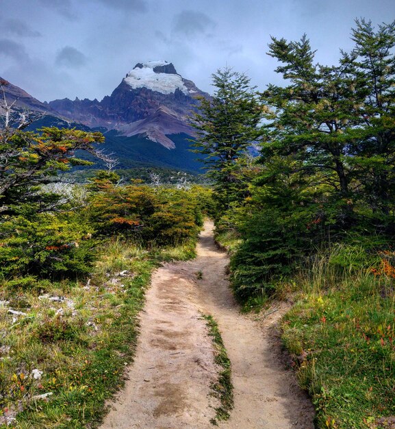 Photo une route de terre au milieu des arbres contre le ciel