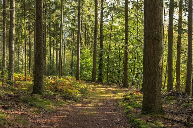 Une route de terre au milieu des arbres dans la forêt