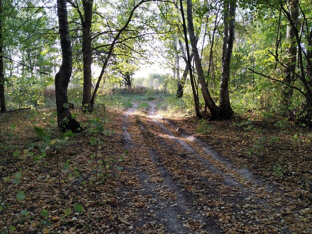 Photo une route de terre au milieu des arbres dans la forêt