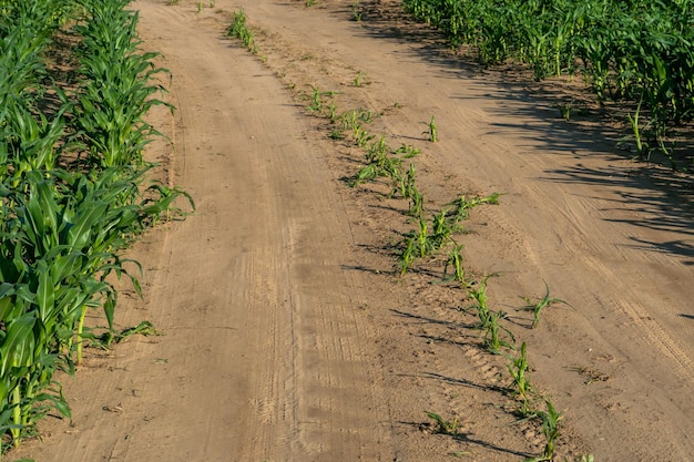 Route de terre libre dans un champ de maïs en été Mauvaise récolte de maïs due à la sécheresse et au manque de pluie