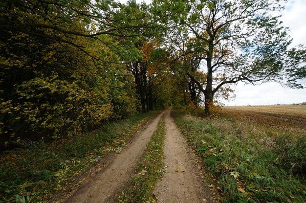 Route de terre le long d'arbres et de plantes