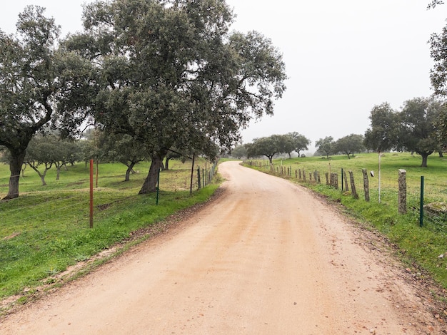 Photo une route de terre paisible bordée de pâturages verts.