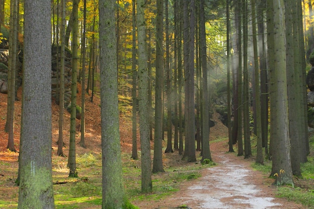 Une route de terre qui traverse la forêt
