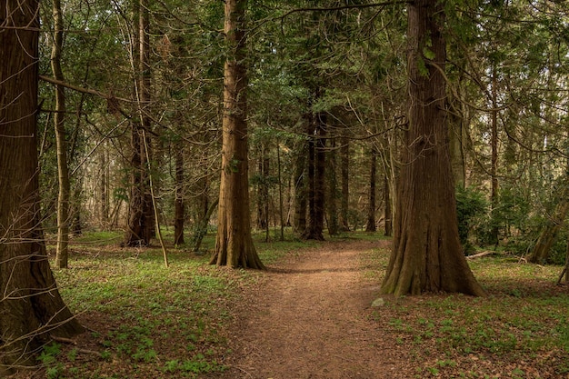 Une route de terre vide qui traverse la forêt.