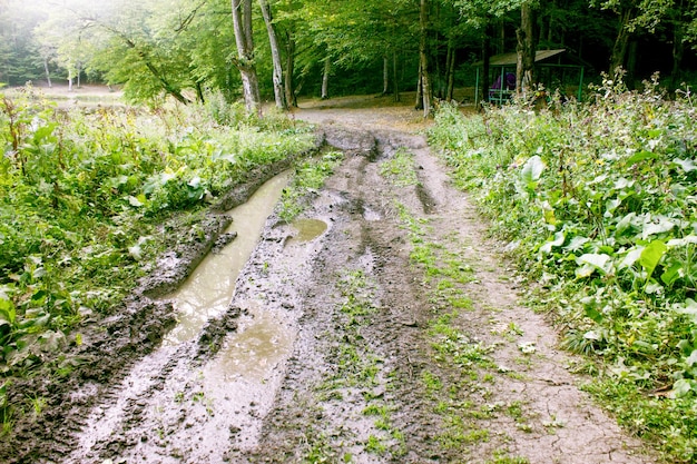 Route terrestre dans la sombre forêt