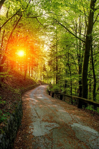 Route à travers les bois