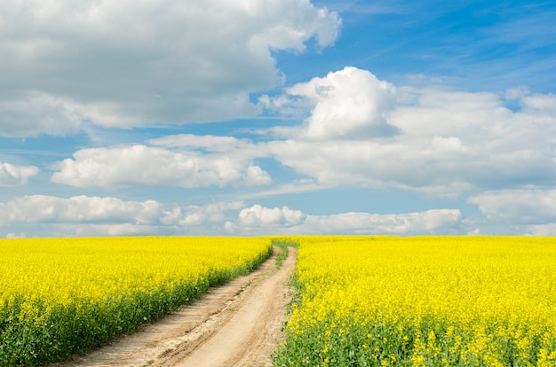 Route à Travers Le Champ De Raps Dans Une Journée Ensoleillée