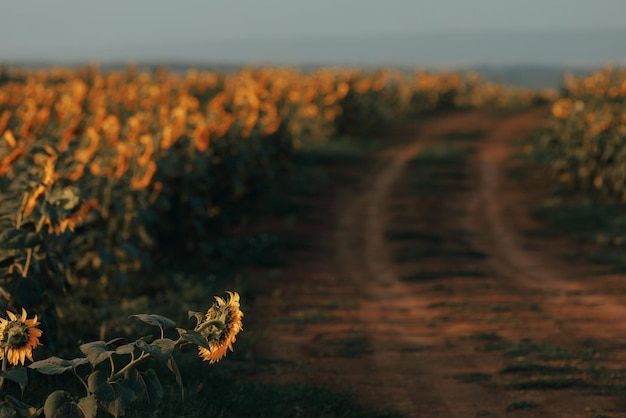 La route à travers le champ de tournesols