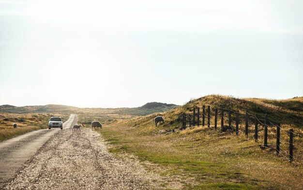 Route à travers les champs de mousse sur l'île de Sylt Moutons marchant librement