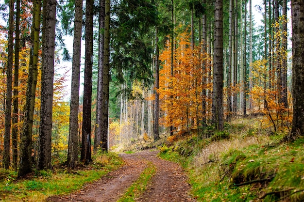 Route à travers la forêt en automne