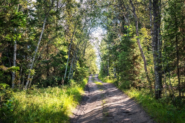 La route à travers la forêt du nord sur l'île Anzer Îles Solovetsky sous un ciel bleu