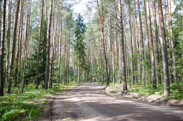 Photo route à travers la forêt en été par temps ensoleillé