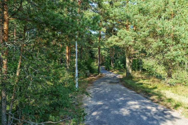 Une route à travers la forêt un jour d'été