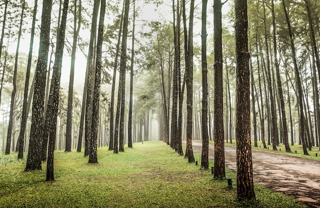 Route à travers la forêt de pins, vue de pins dans la forêt de conifères