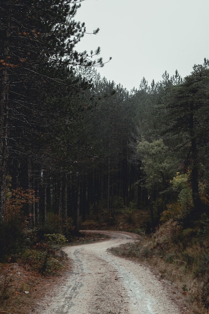 Route à travers la forêt sombre un jour de pluie