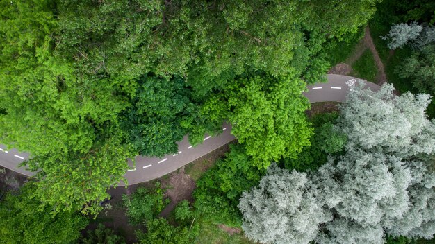 Route à travers la forêt verte d'été, vue aérienne